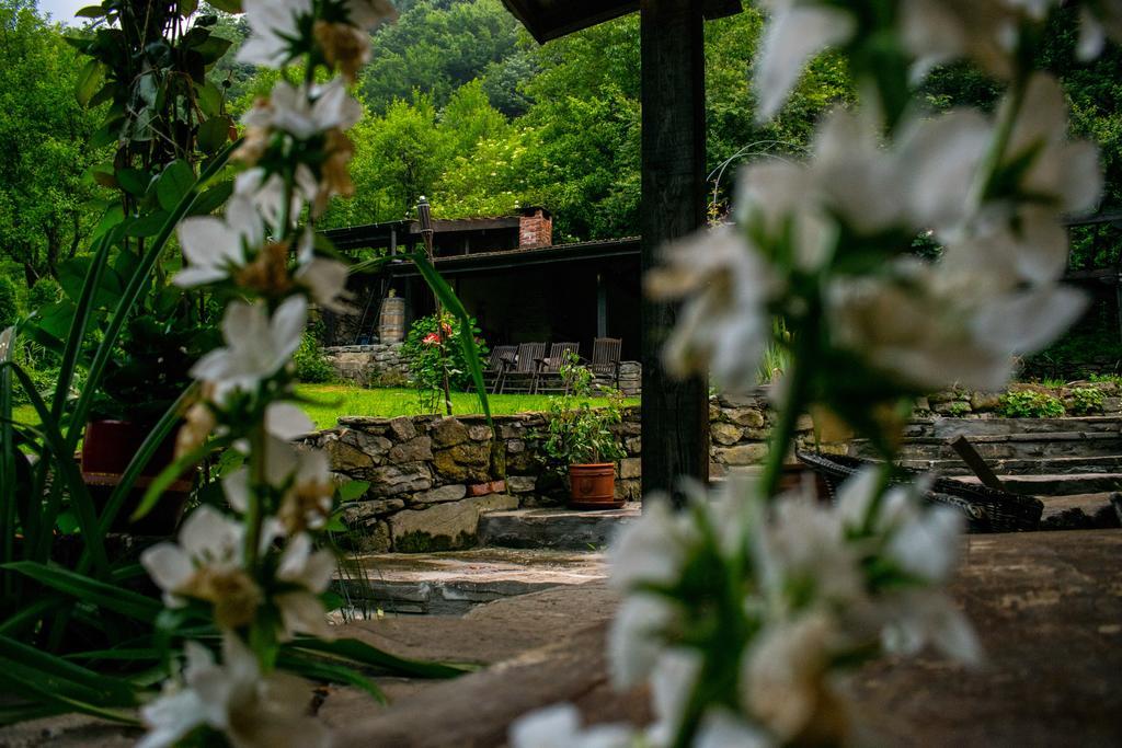 Verbena 3* Aprilți